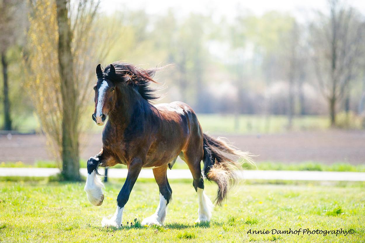 Royal Creeks Whispering Hope - 3 Year Old Shire Horse Colt @Jerry van Beek